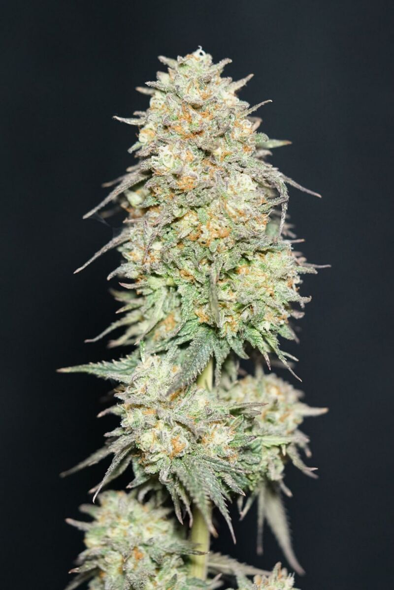 Lemonpaya, Фасовка: 10